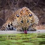 دانلود ریمیکس تیمار از پوری و علی سورنا و صادق و رضا پیشرو