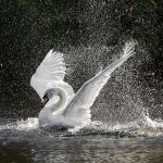 دانلود ریمیکس ارازل 2 از شایع و مسین و پدرام سایلنت و حصین و 021 جی و اپیکور